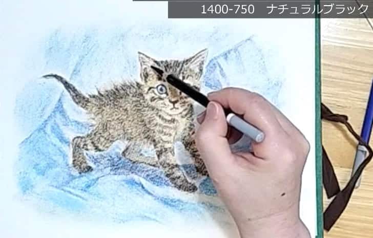 パステル色鉛筆で毛を描いた子猫