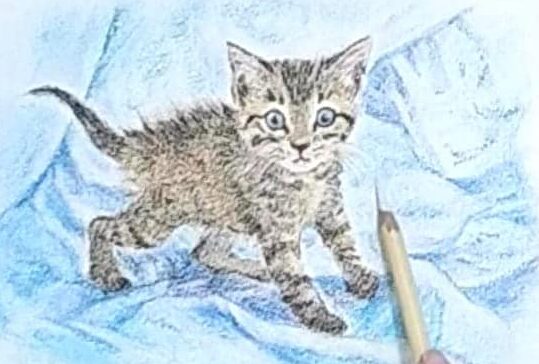 ほとんどパステル色鉛筆で描いた子猫の作品