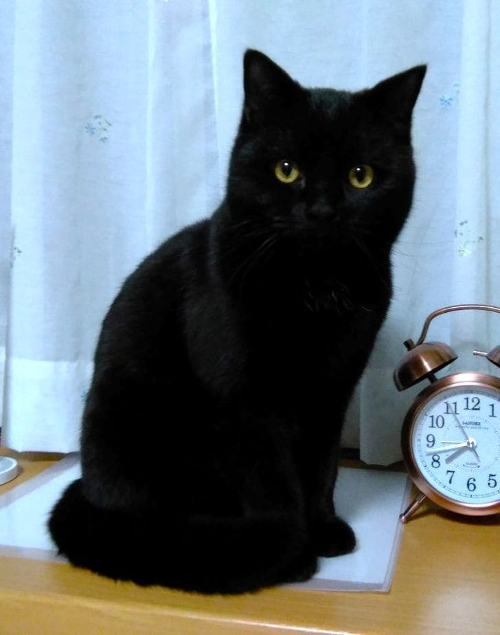 黒猫の写真