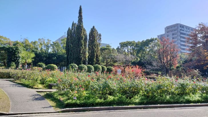 細長い三角形の糸杉の木のある公園